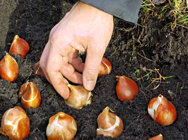 Как хранить луковицы тюльпанов, и какое место для этого лучше выбрать