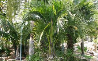 Неприхотливая перистолистная пальма Ховея для вашего дома