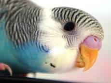 Корм для попугая. что ест корелла: суточная норма, режим питания, витаминные добавки