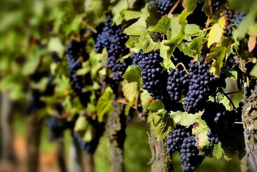Чем обработать виноград от разных проблем: чёрная магия или искусство?