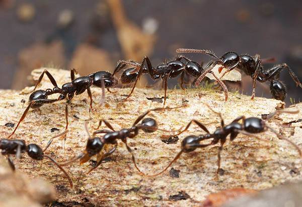 Как избавиться от муравьев в огороде, какими методами и средствами