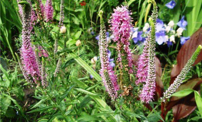 Многолетние цветы вероника: посадка и уход в открытом грунте, фото, размножение, сорта, выращивание и сочетание в ландшафтном дизайне