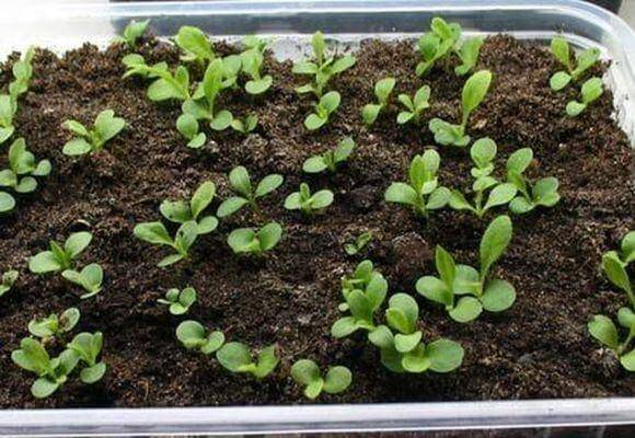 Астры: выращивание из семян, когда сажать