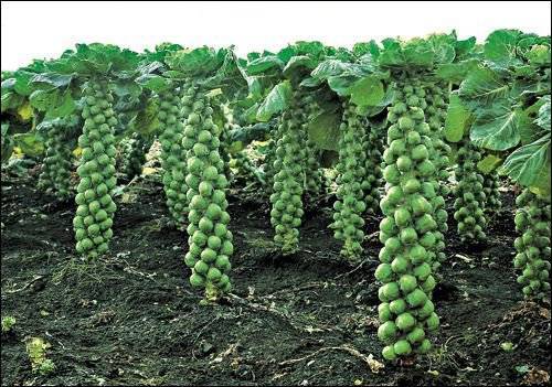 Выращивание рассады брюссельской капусты дома: откроем все секреты