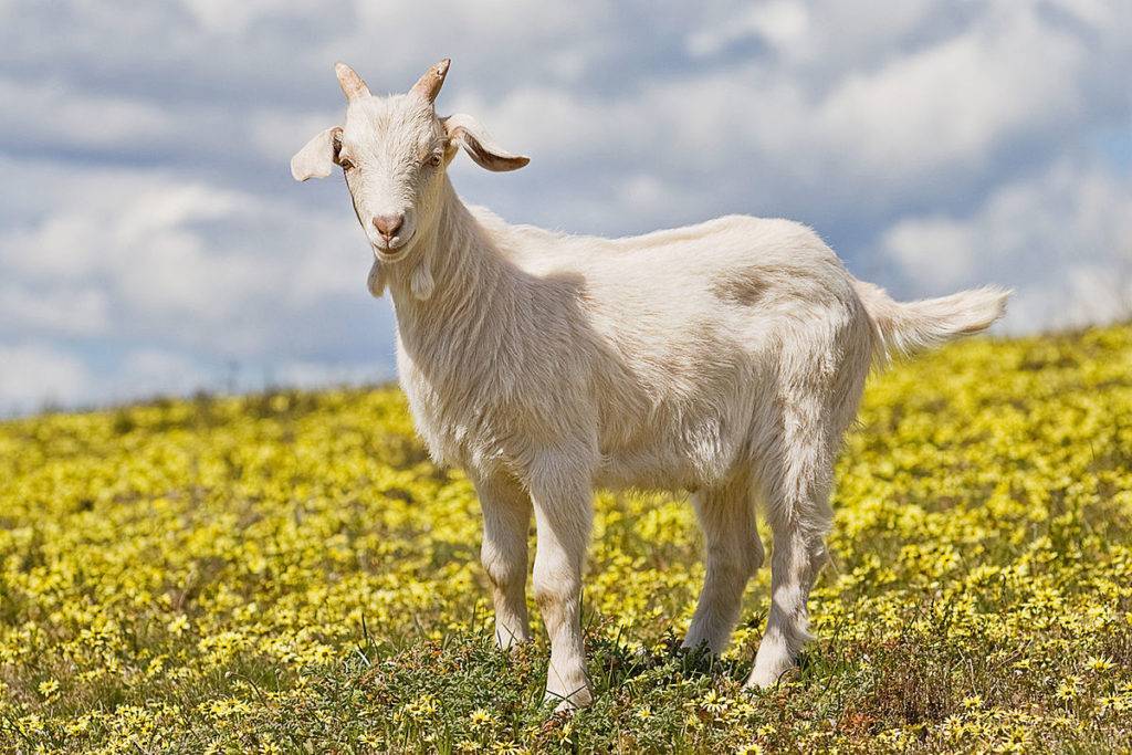Кормление коз — обзор кормов, рацион питания, уход, организация и правила подачи корма (85 фото + видео)