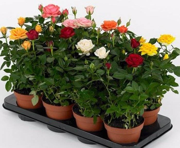 Какого ухода требуют мини-розы в горшочках и как их правильно выращивать в домашних условиях?