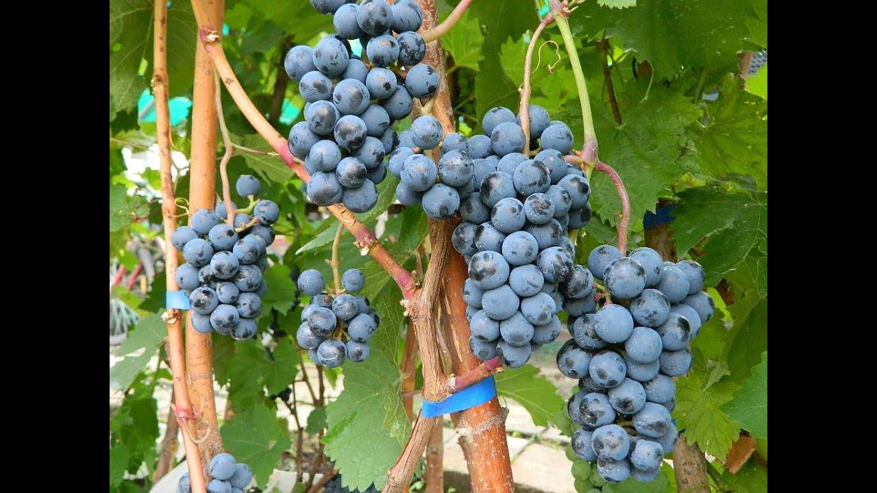 Какие сорта винограда можно посадить для изготовления вина