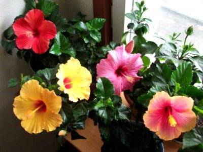 «цветок любви» на вашем участке — гибискус садовый: размножение и уход