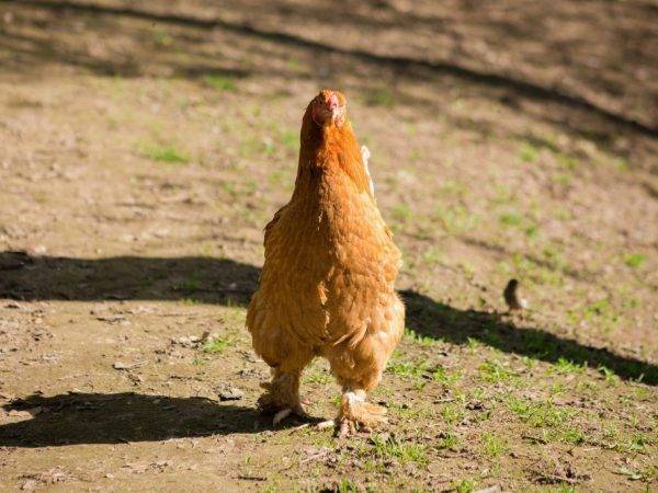Китайская шелковая курица – улыбка природы
