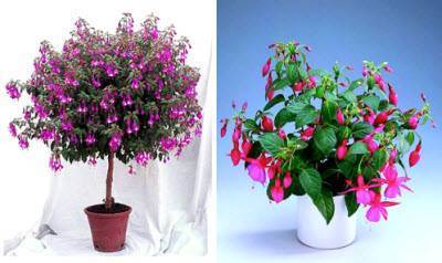 Выращивание и уход в домашних условиях за растением фуксия (фото комнатного цветка)
