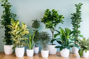 Как правильно подкармливать комнатные растения? какие виды удобрений бывают.