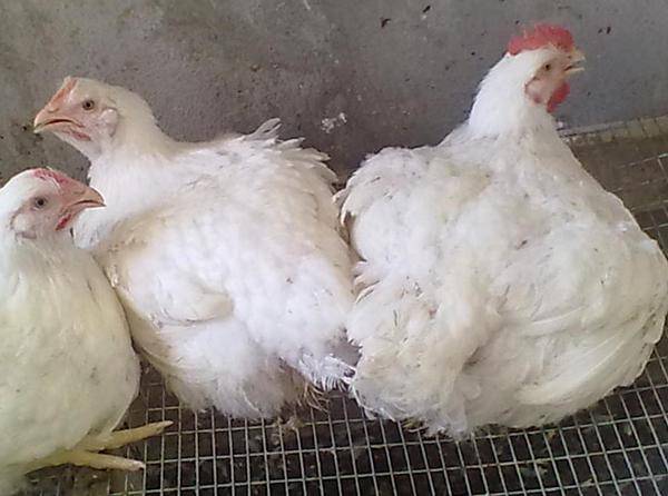 Цыплята бройлеры – выращивание в домашних условиях