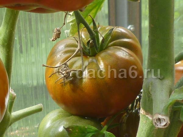Как вырастить томат бычье сердце на своем огороде