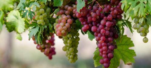 Как укрыть виноград на зиму в поволжье