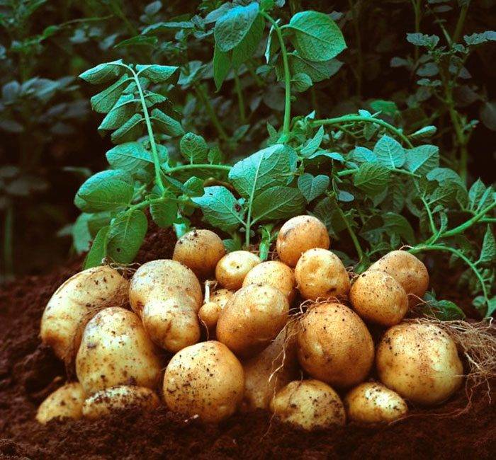 5 проверенных способов обновить сорт картофеля