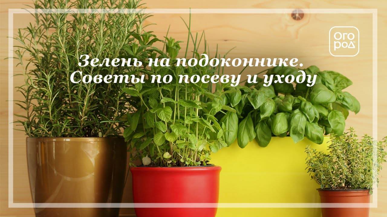 Зелень на подоконнике: выращивание в домашних условиях