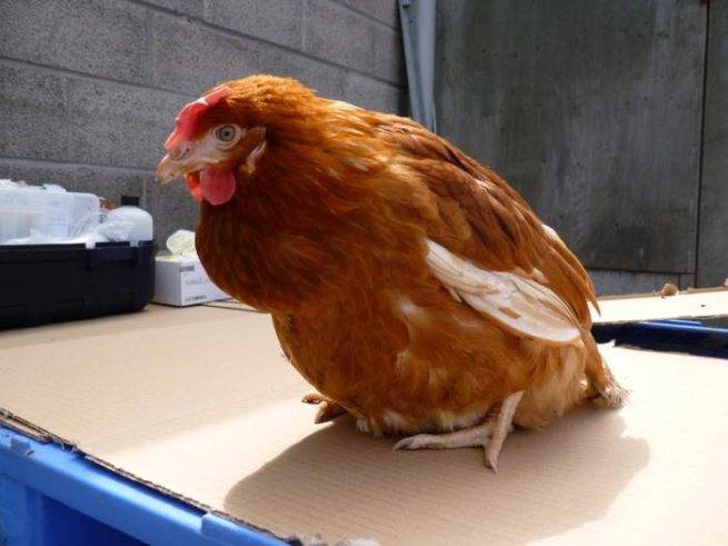 Кокцидиоз: симптомы и лечение заболевания у кур и цыплят в домашних условиях