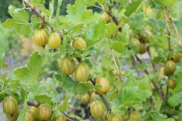 Крыжовник — уход и выращивание за ароматной изумродной ягодой