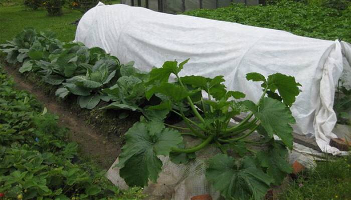 Способы выращивания кабачков через рассаду – пошаговая технология и важные моменты