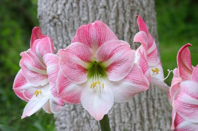 Почему гиппеаструм не цветет? грамотный уход и советы, как заставить растение выпустить стрелку