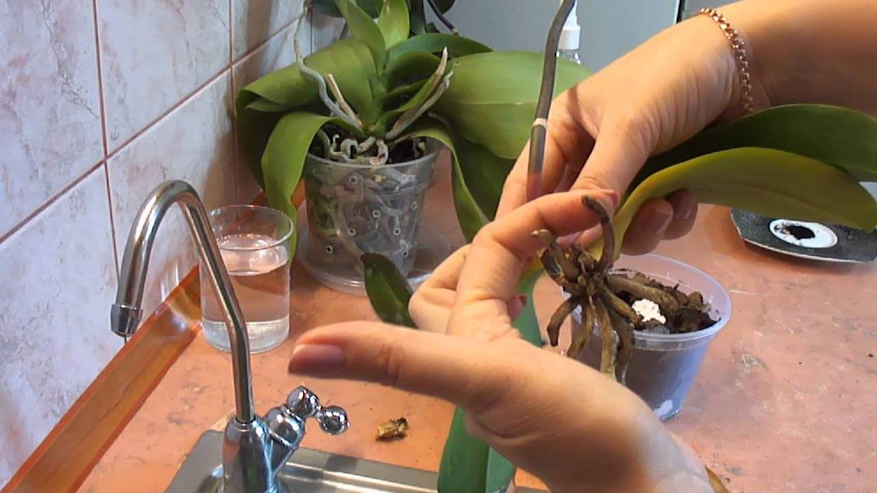 Почему листья орхидеи теряют тургор и что необходимо делать