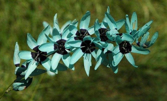 Луковичные цветы иксия: фото и сорта