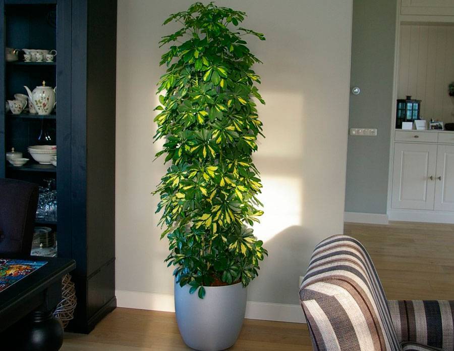 Неприхотливая шеффлера: правила ухода за комнатным растением в домашних условиях