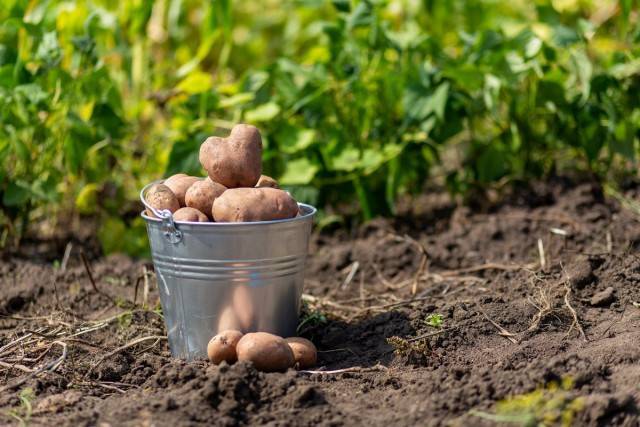 Проращивание картофеля перед посадкой: пять лучших способов, условия и рекомендации