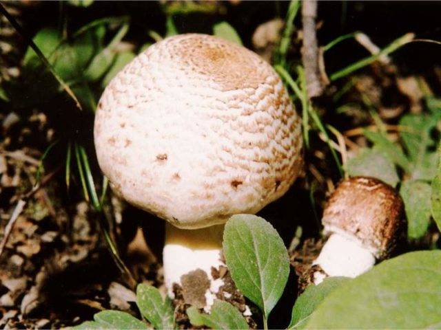 Шпальный гриб — описание, где растет, ядовитость гриба