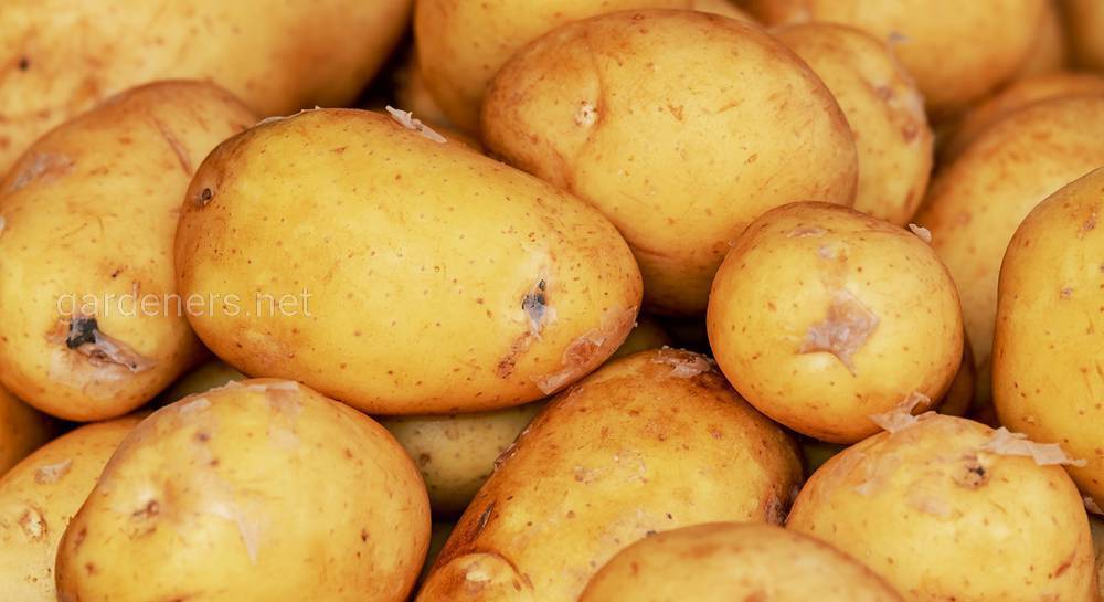 Посадка картофеля: подготовка, обработка, способы, полная инструкция