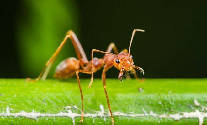 Как избавиться от муравьев на дачном участке раз и навсегда