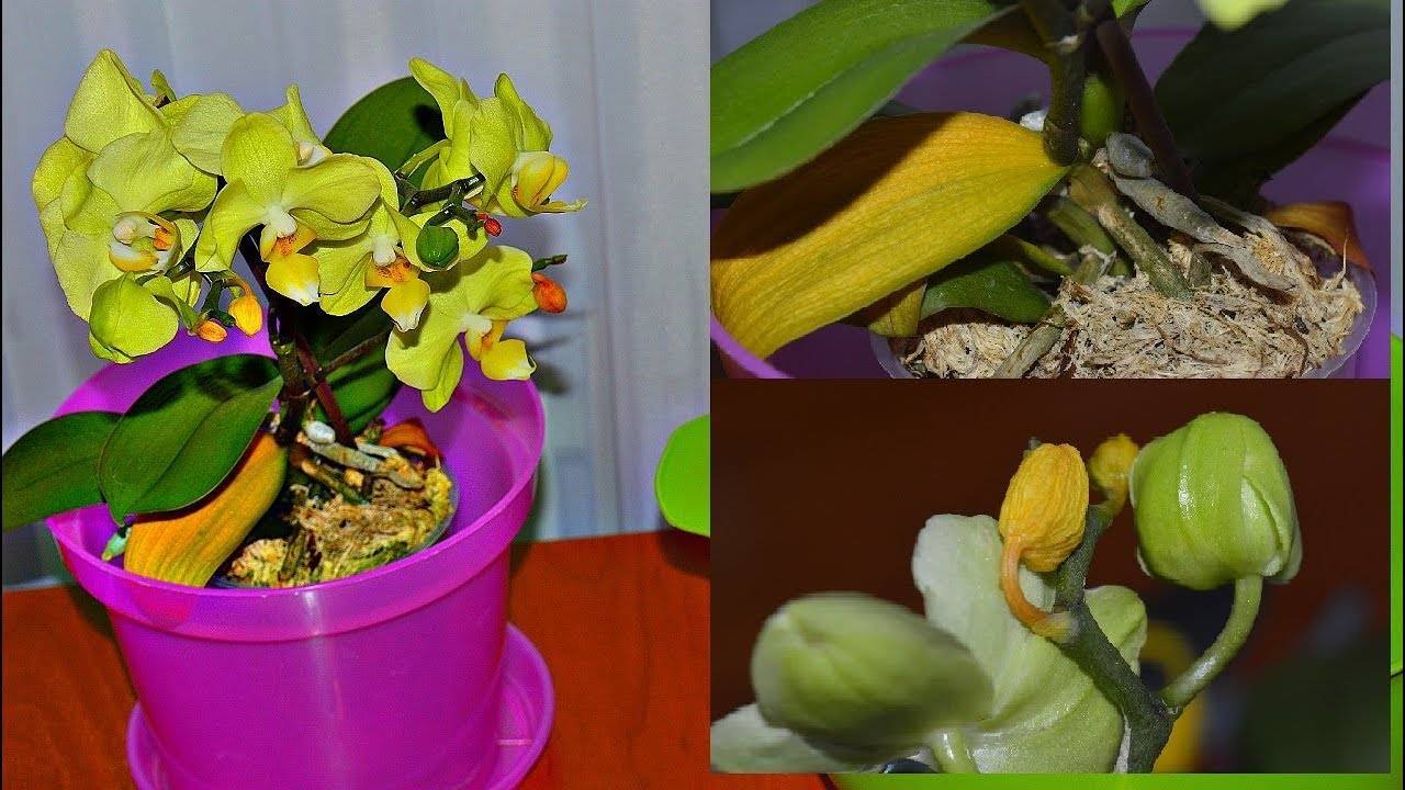 Главный вопрос: почему у орхидеи желтеют и опадают листья и что делать?