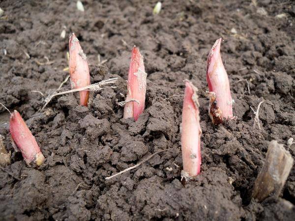 Как правильно сажать пионы весной: основные правила выращивания и ухода