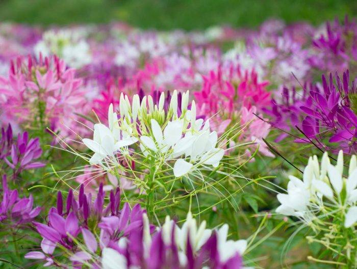 Цветок клеома: описание и уход за растением