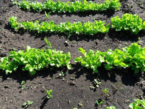 Салат в открытом грунте: как выращивать, лучшие сорта