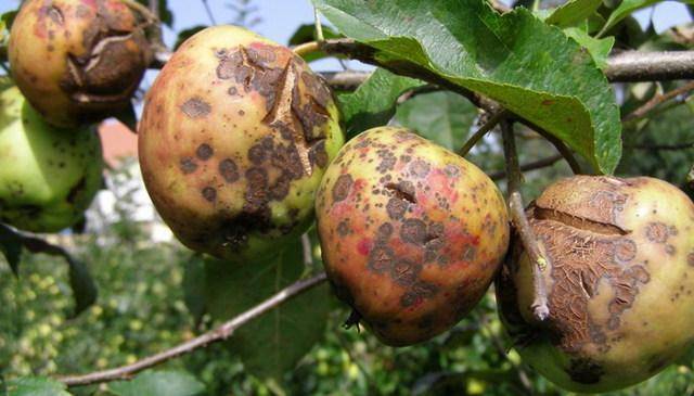 Современные средства борьбы с вредителями и болезнями яблонь