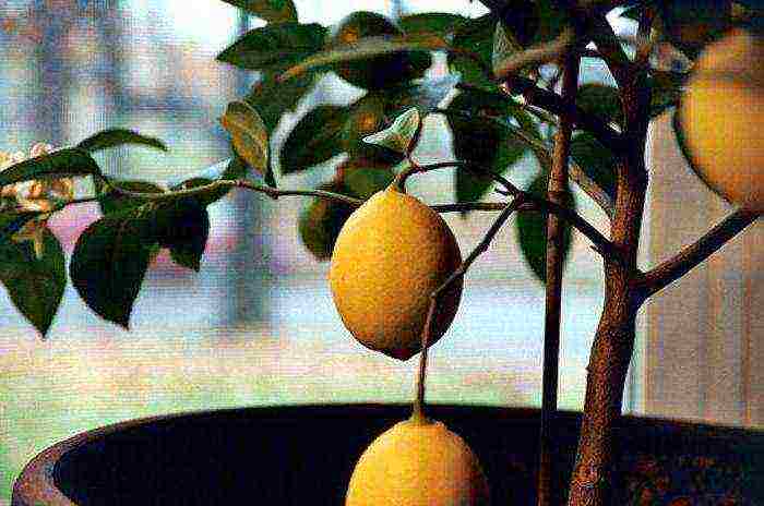 Особенности лимона-апельсина