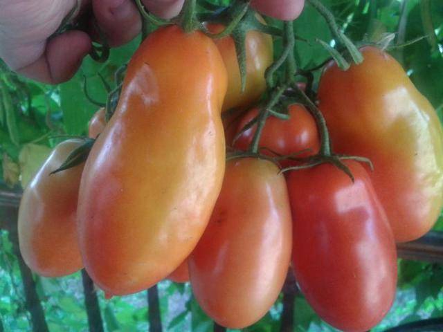 Сорта низкорослых томатов для ленинградской области