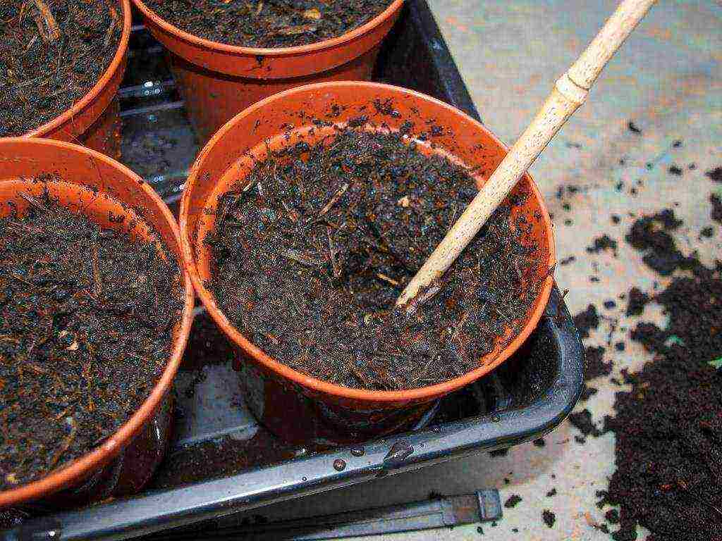Выращивание аквилегии из семян, когда сажать посадка и уход, фото водосбора