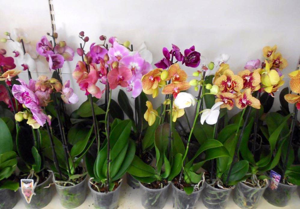 Советы профессионалов: как добиться обильного цветения орхидеи