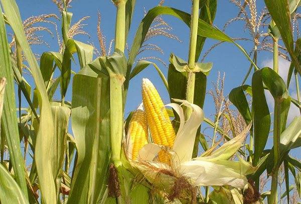 Как выбрать сорт и вырастить кукурузу на дачном участке в открытом грунте?