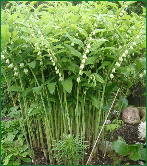 Купена лекарственная (волчья трава) – polygonatum officinale l.семейство лилейные – liliaceae