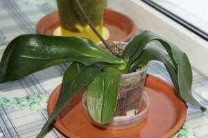 Как спасти орхидею без листьев, но с корнями?