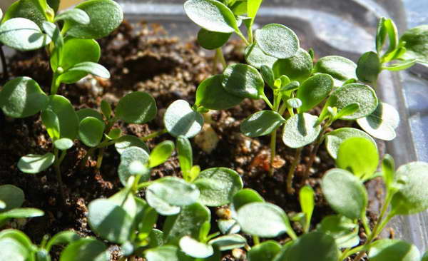 Иберис: выращивание из семян, посадка и уход