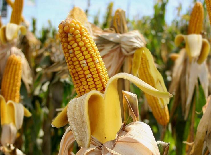Кукуруза: выращивание из семян, посадка в открытый грунт и уход