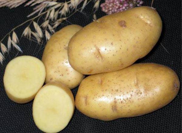 Родриго: один из самых перспективных сортов картофеля