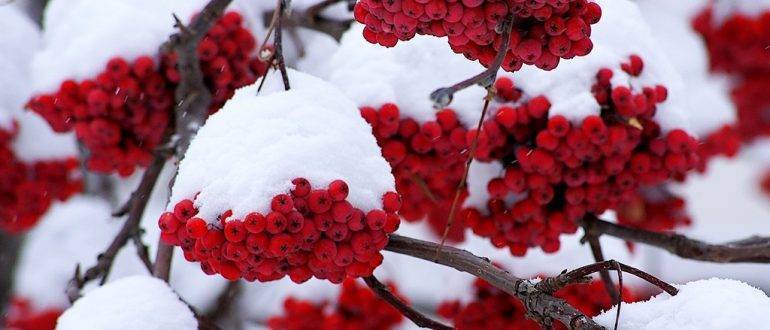 Рябина красная полезные свойства и рецепты на зиму