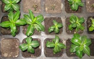 Катарантус многолетний- как вырастить из семян на дачном участке