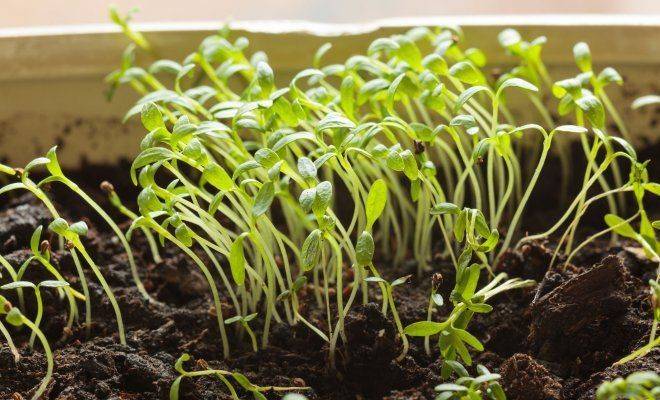 Как задержать рост рассады томатов: эффективные способы