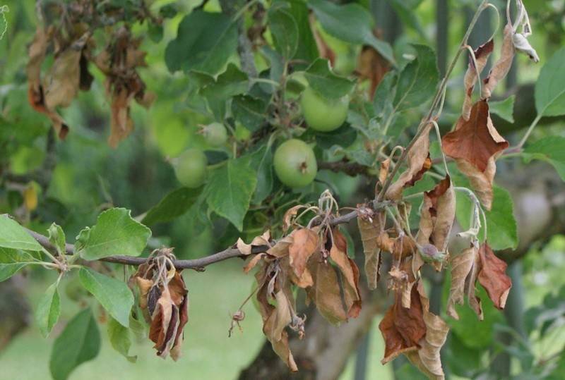 Чем опрыскивать орех весной от болезней и вредителей